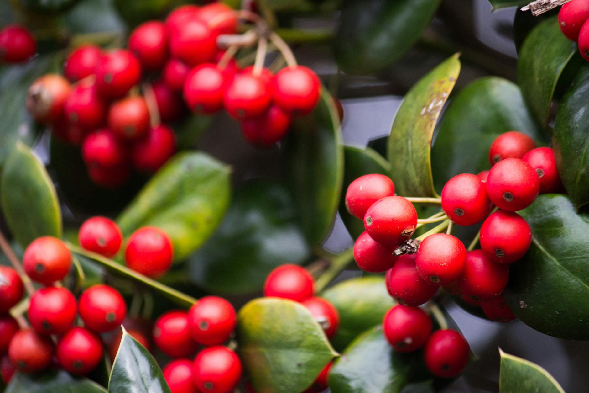 Black Friday Christmas FREEBIES!